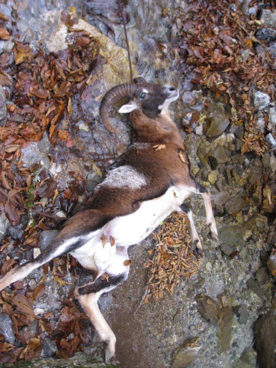 Muflon na jeklenici | Avtor: Lovska družina Ljubinj