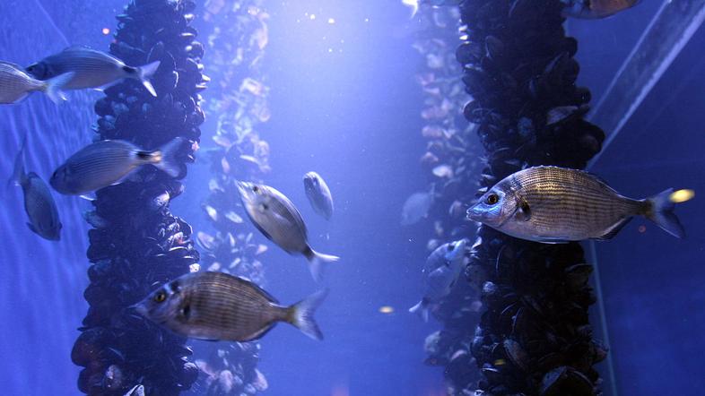 Po skoraj dveh mesecih, ko so potekala vzdrževalna dela, je piranski Akvarij spe