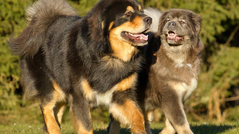 Tibetanski mastifi in tibetanski španjeli
