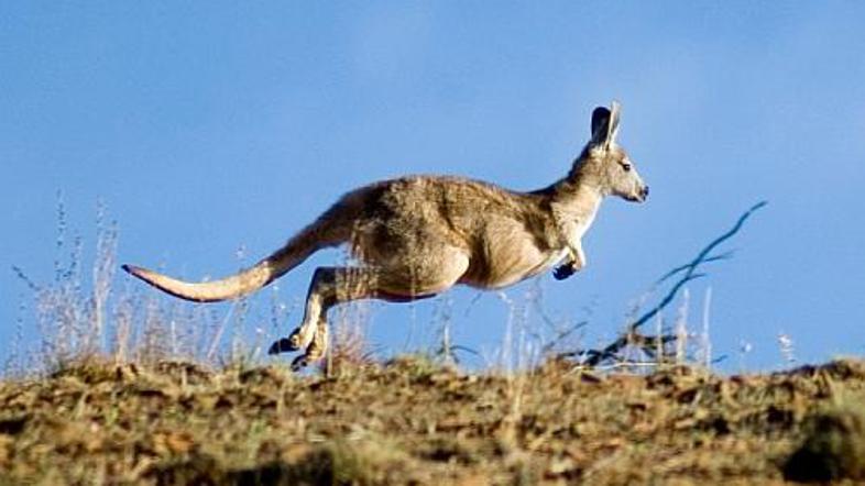 Avstralski znanstevniki so odkrili podobnosti med človeškim in kengurujevim gens