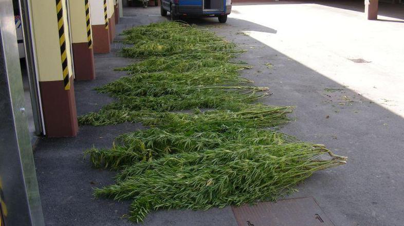 39-letni osumljenec je imel sadike konoplje skrite v vinogradu med vinskimi trta