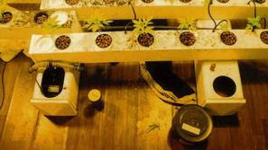 Laboratorij za gojenje konoplje