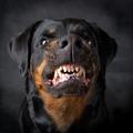 Nedeljković je psa, pasme rotvajler, uporabil kot orožje. (Foto: Shutterstock)