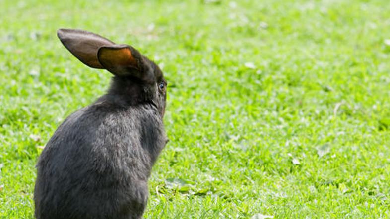 Zajci so z nadomestnim penisom uspešno zaplodili mladiče. Foto: Shutterstock