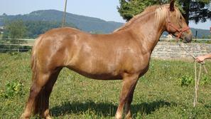 Slovenski hladnokrvni konj