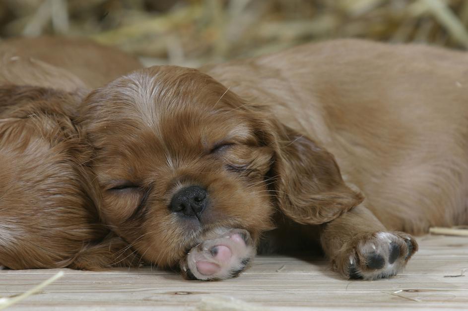 King Charles španje