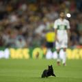 črna mačka Camp Nou Barcelona Elche