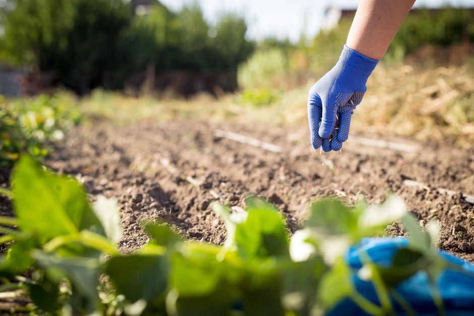 pomladna setev | Avtor: Profimedia