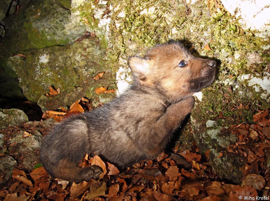 Volkovi, Tonka  | Avtor: SloWolf