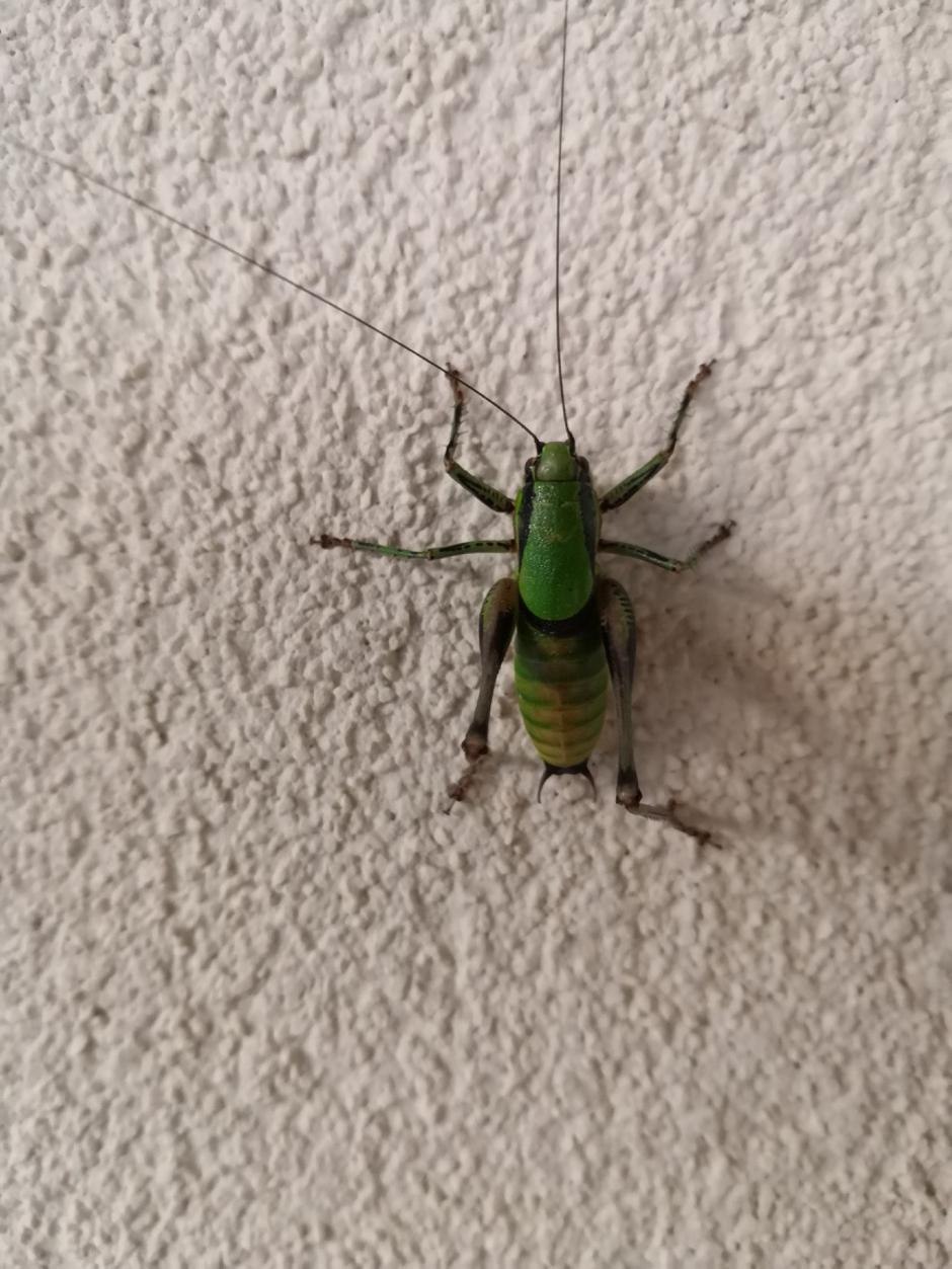 Honor 10 | Avtor: Matej Košir