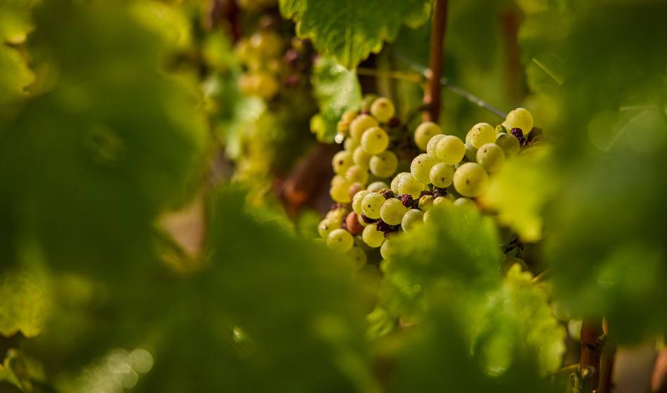 Zaradi presežene vrednosti pesticida odpoklicali belo grozdje italijanskega porekla