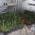 Policisti odkrili laboratorij za gojenje konoplje