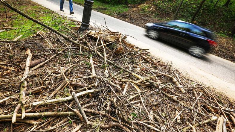 drevo drevesa podrta drevesa