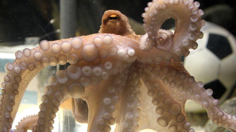 Iranski predsednik ne deli španskega navdušenja nad hobotnico. (Foto: EPA)