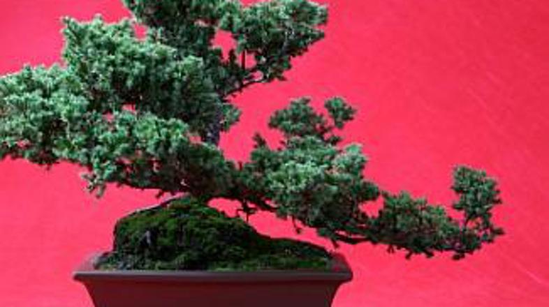 Dragoceni bonsaj dom povezuje z naravo.