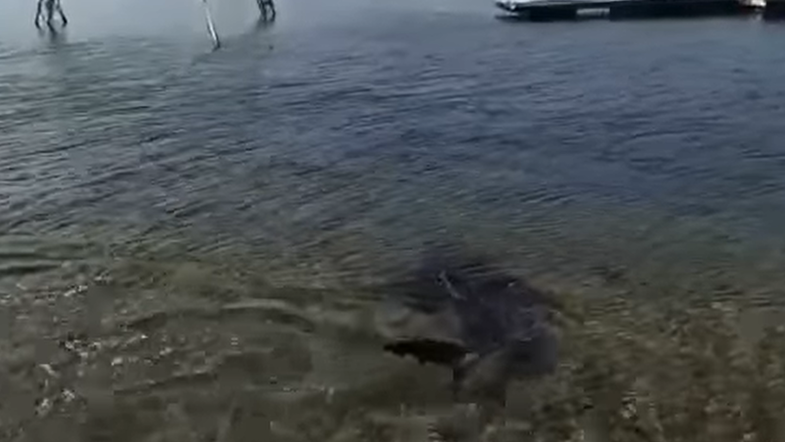 Morski pes v Istri
