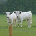Belo govedo in redka vrsta trave so našli svoje koristi.
