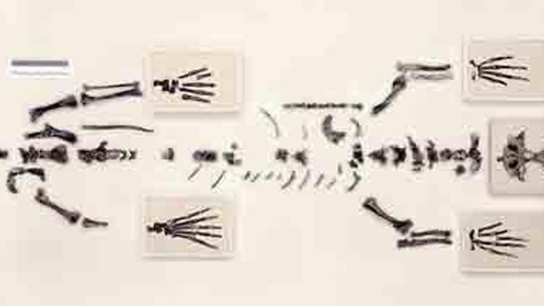 Najdeno okostje je bilo izjemno dobro ohranjeno.