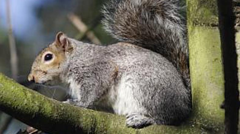 Na muzejskem otočku je veveric preveč in živalice že "nevarno ogrožajo muzej", p