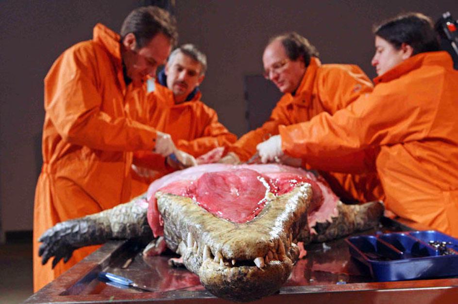 Patologi pri odpiranju čeljustnih mišic nilskega krokodila