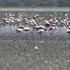 Flamingi, jezero Nakuru, Kenija.