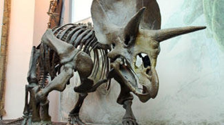 Samo glava triceratopsa je tehtala 200 kilogramov.