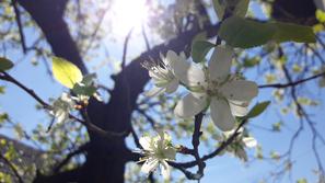 jablana, cvetoče drevo, pomlad