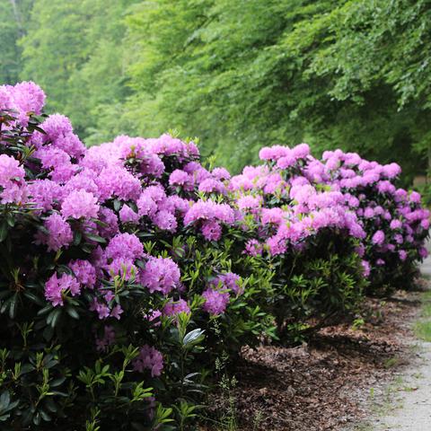 Arboretum Volčji Potok
