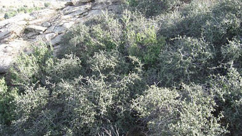 Hrast je preživel zahvaljujoč obliki in izjemni odpornosti. (Foto: Daily Mail)