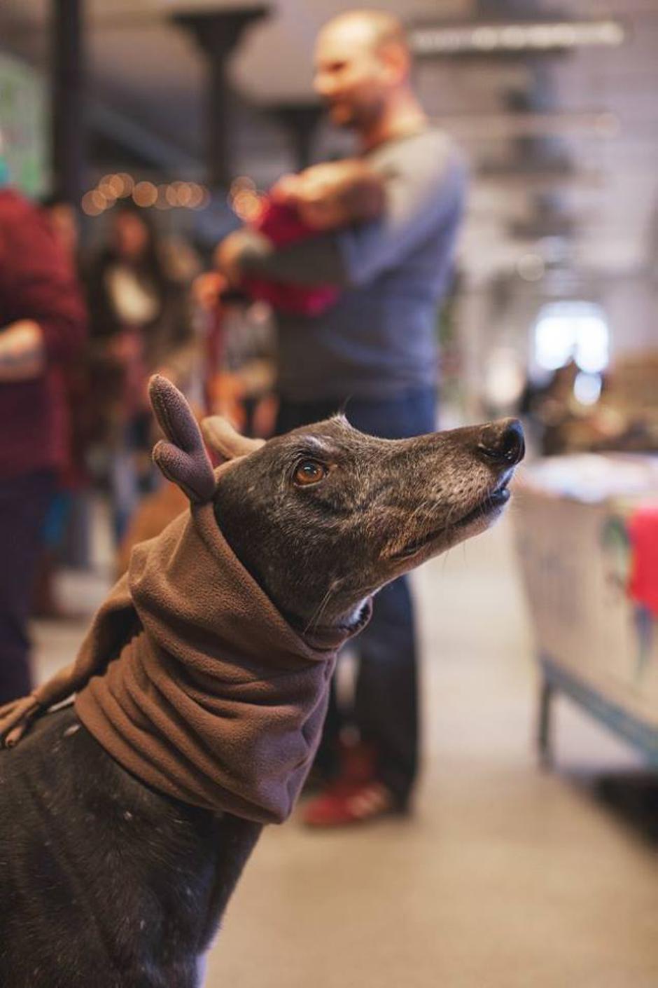 Wally kot jelenček: Sonja Ravbar | Avtor: Sonja Ravbar