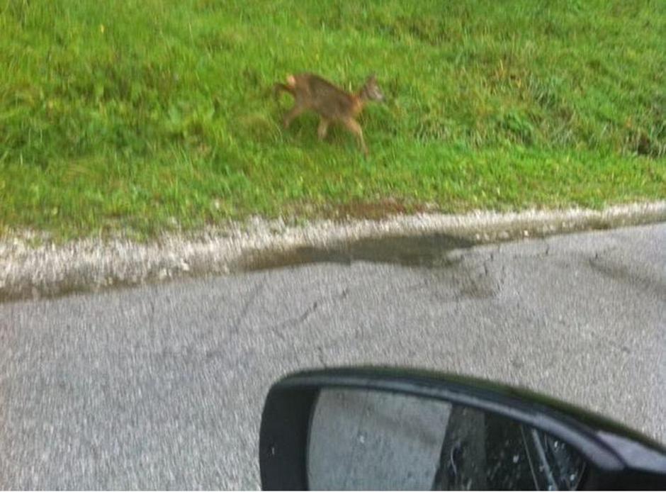 srnjak | Avtor: auto star