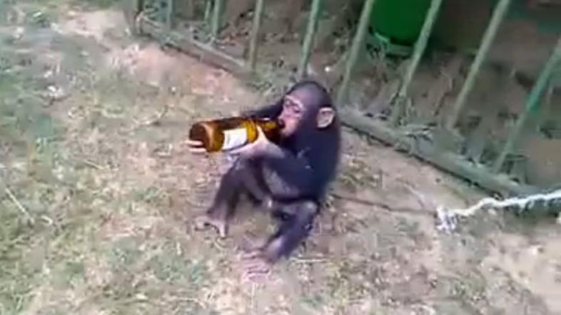 opica, ki pije pivo