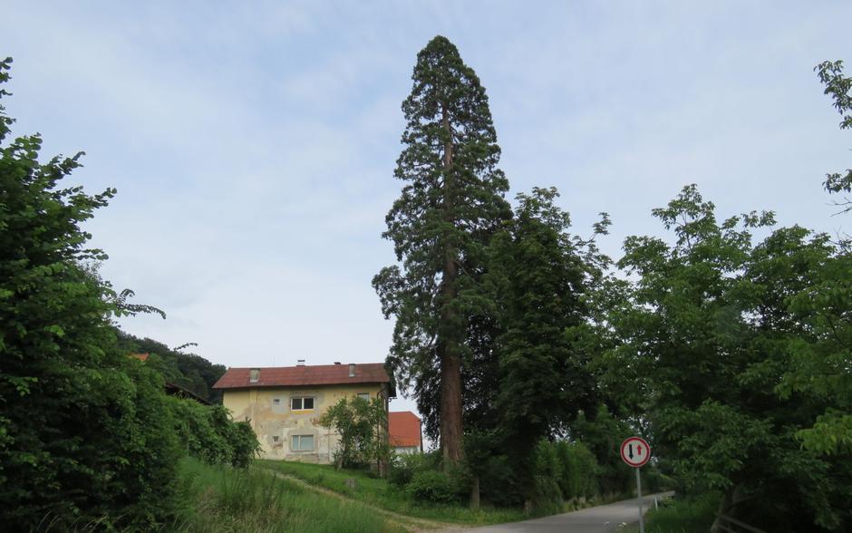 Hincejeva sekvoja | Avtor: Žurnal24 