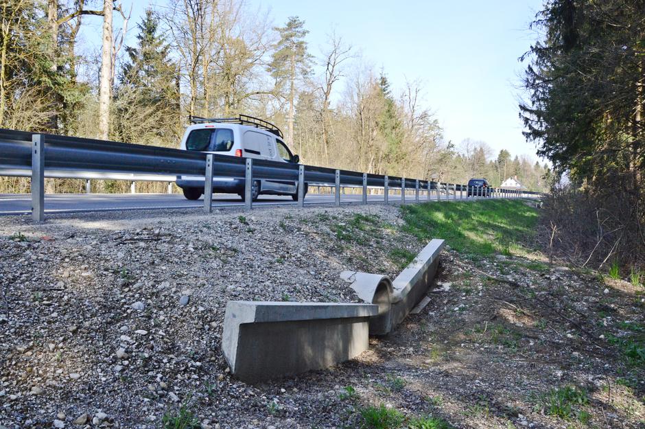 Žabe na cesti Jeprca | Avtor: Andrej Leban