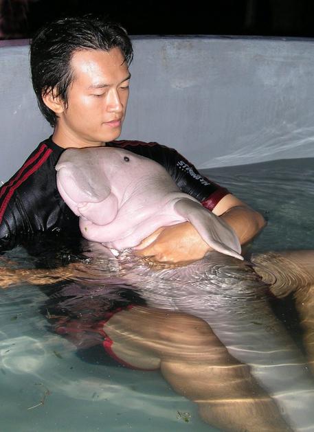 Dugong dugon