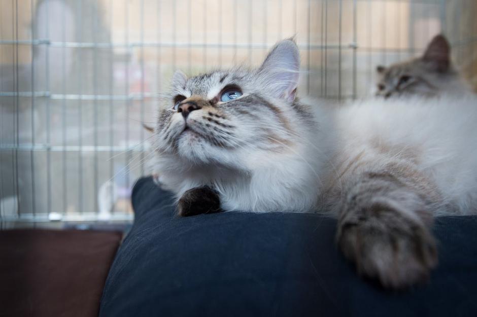 razstava mačk | Avtor: Anže Petkovšek