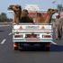 V Egiptu takole prevažajo kamele.