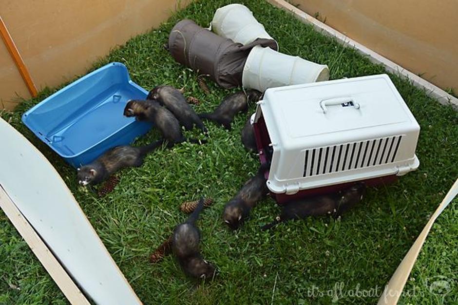 Dihurčki | Avtor: Maja Čonč