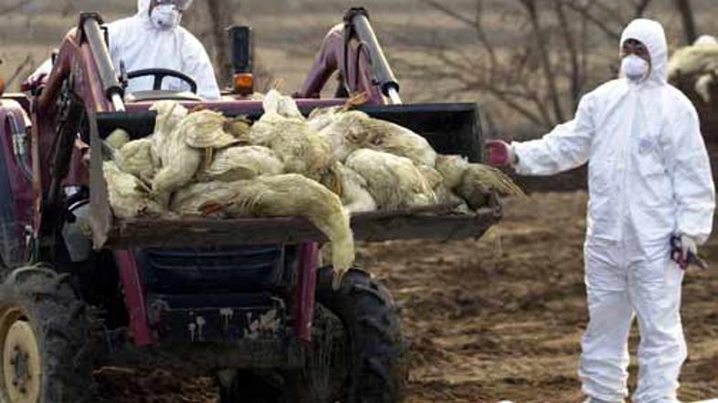 Zaradi ptičje gripe je bilo po svetu pobitih več milijonov živali.