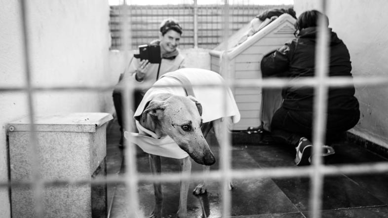 Slovensko društvo za pomoč hrtom