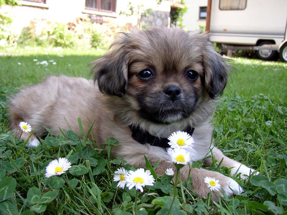 Tibetanski mastifi in tibetanski španjeli | Avtor: Psarna Kabita