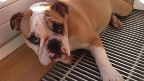 Jani teja pes kuža Bunka