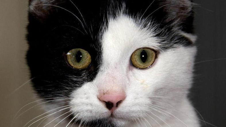 Nujno zlo je doletelo ameriškega mačkona Sala. (Foto: Shutterstock)