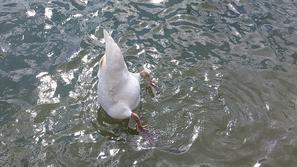 Zbiljsko jezero, Medvode