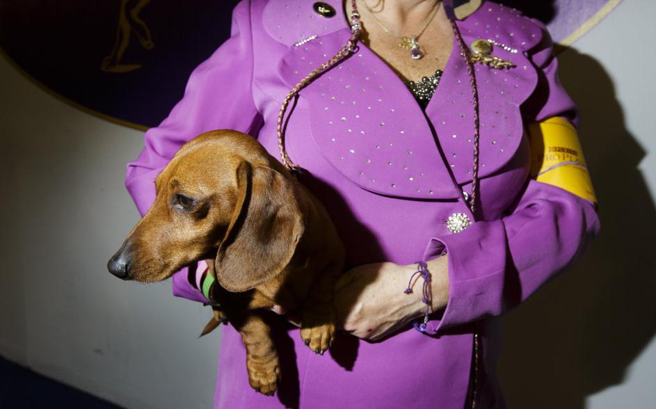 Pasja razstava v New Yorku