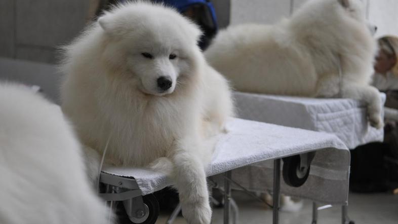 (Foto: Anže Petkovšek)