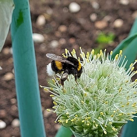 čmrlj, žuželka, vrt, narava, kmetijstvo