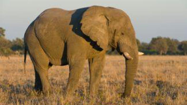 Sloni pogosto delajo škodo farmerjem.