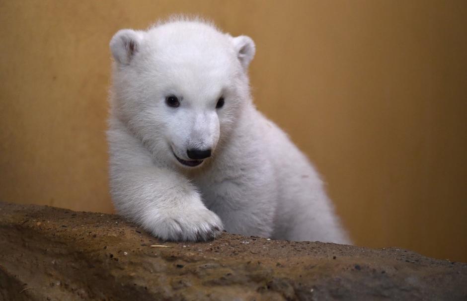 Polarni medved | Avtor: EPA