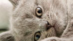 S kastracijo mačkov se preprečujejo spolno prenosljive bolezni, kakršni sta mačj